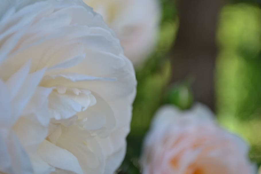 background, roses, flower, flowers, nature, petals, dimension HD wallpaper
