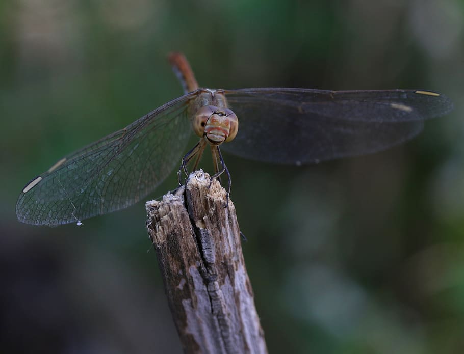 dragonfly, insecta, wings, nature, rest, animal wildlife, animals in the wild HD wallpaper
