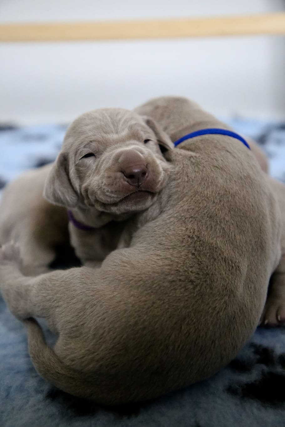 brown puppies, animal themes, mammal, one animal, domestic, dog HD wallpaper