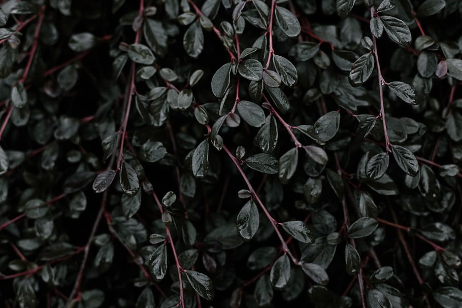 green, leaf, plant, nature, full frame, plant part, backgrounds HD wallpaper