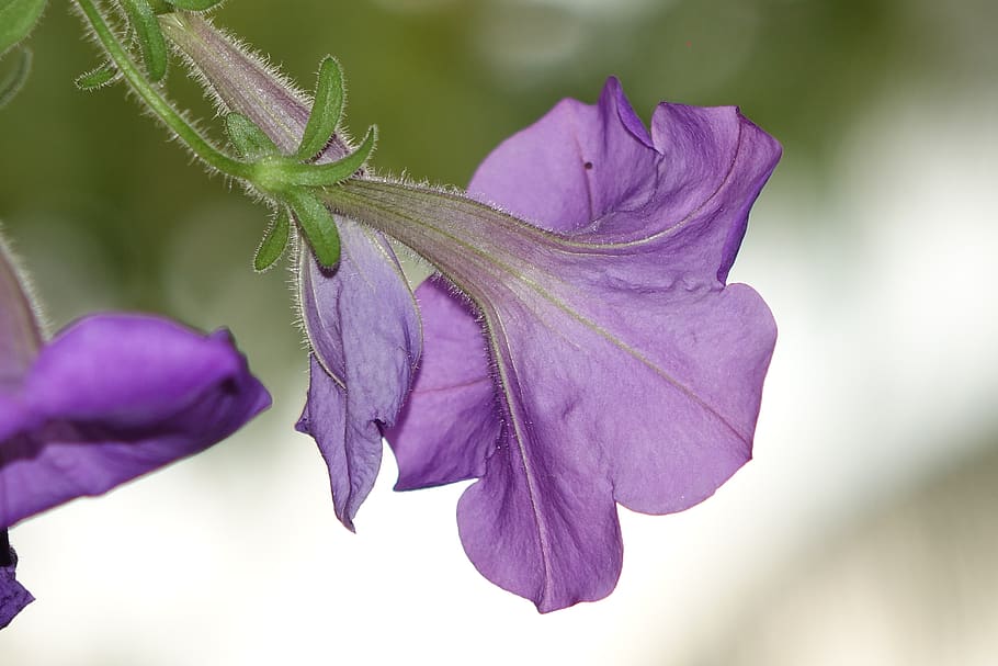 Close Up Photo of Purple Morning Glory Flower, beautiful, bloom HD wallpaper