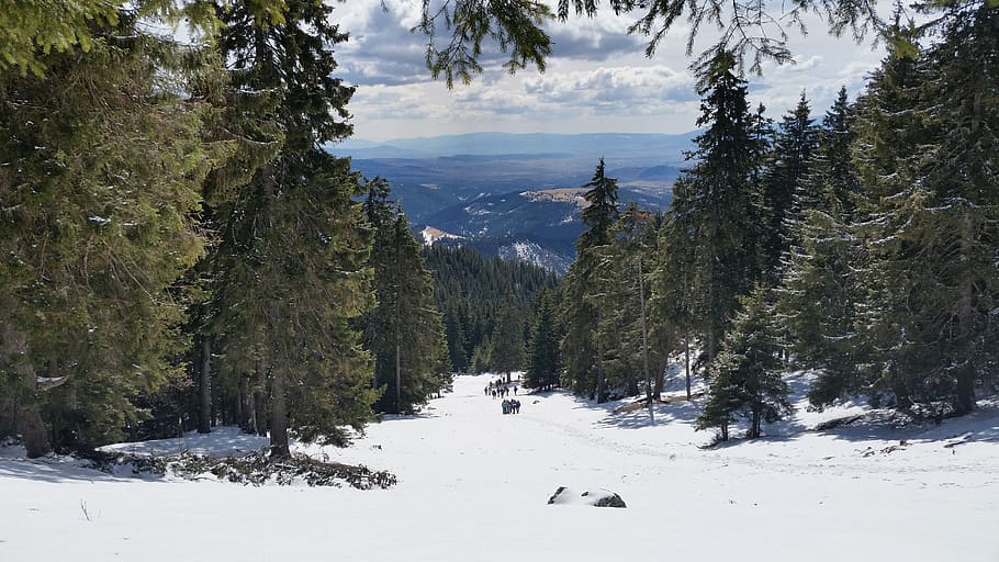 Trees and Snowfield, adventure, alpine, blue mountains, cold HD wallpaper