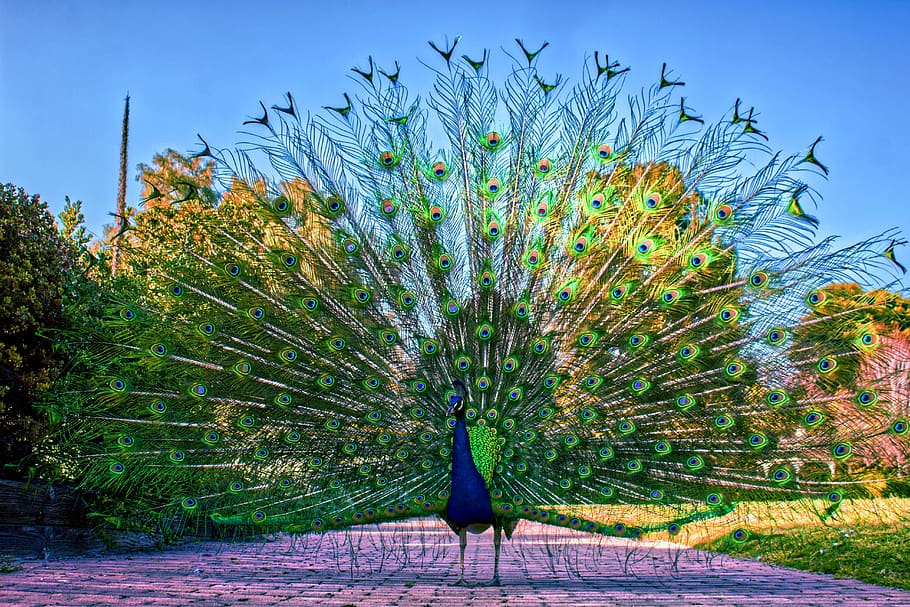 peacock, peafowl, bird, pattern, plumage, wildlife, colorful HD wallpaper