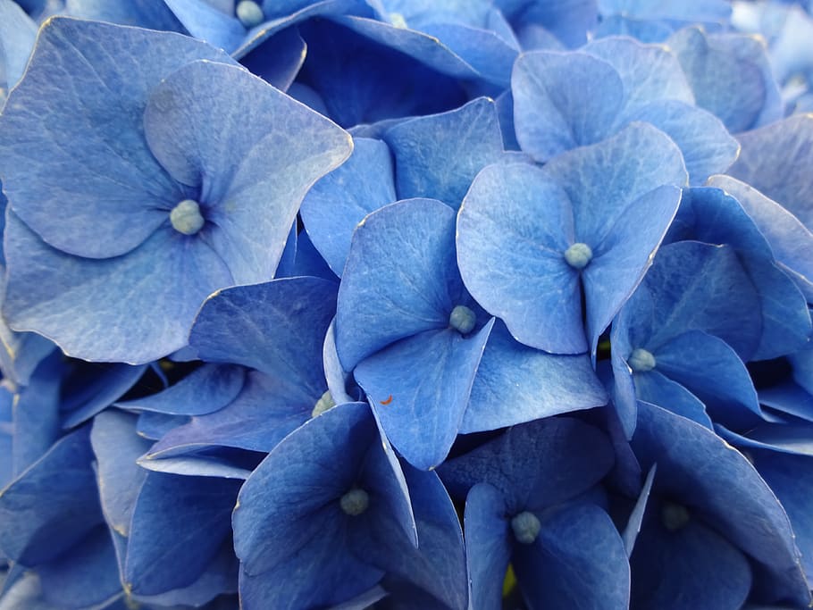 hydrangeas, blue, flower, plant, nature, hydrangea flower, blossom HD wallpaper