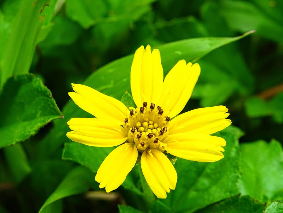 flower, yellow, nature, spring, summer, sunflower, plant, garden HD wallpaper