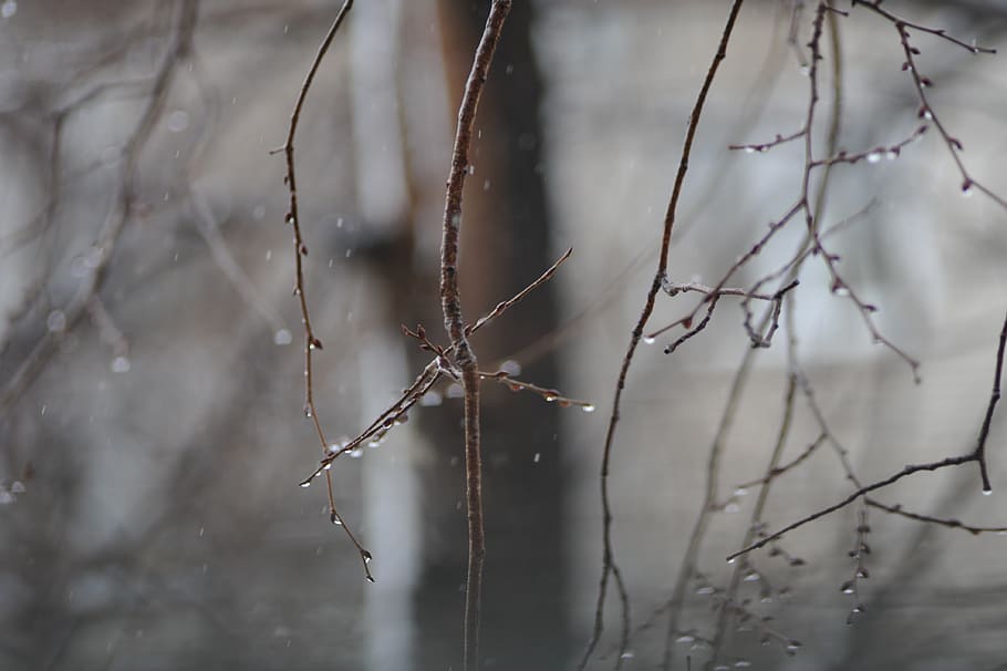 winter, forest, branch, snow, plant, focus on foreground, close-up HD wallpaper