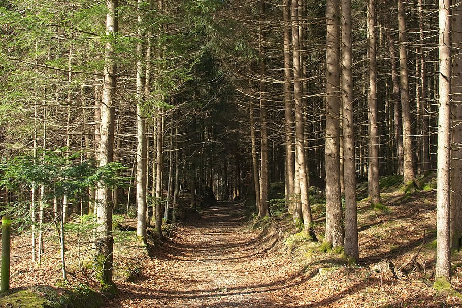 spring, forest, nature, trees, away, frühlingsanfang, idyllic HD wallpaper