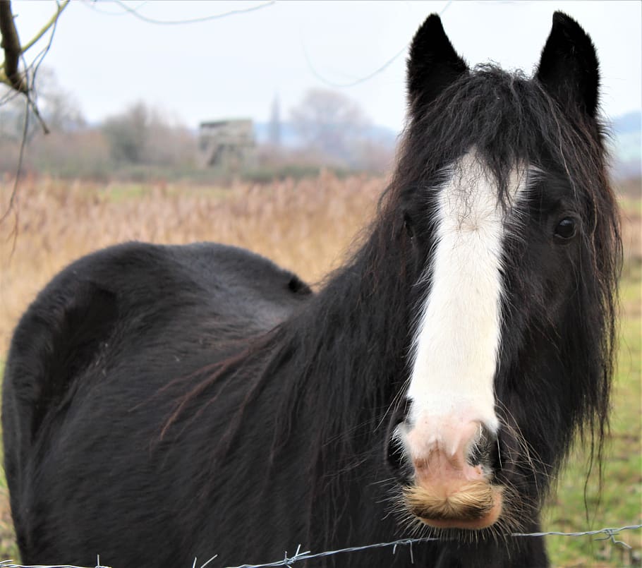 horse, field, mane, head, mammal, animal, animal themes, domestic animals HD wallpaper