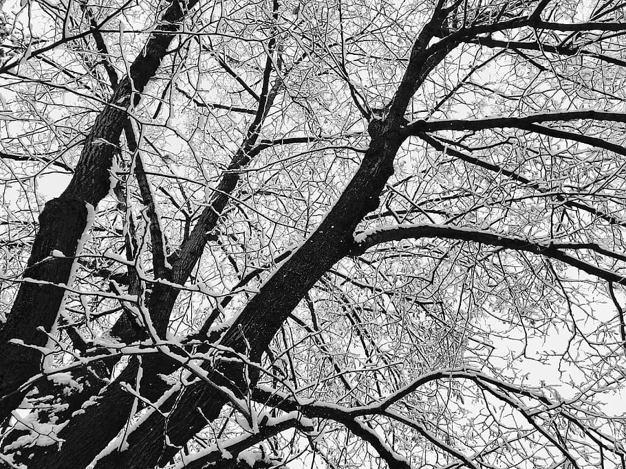 slovakia, partizánske, trees, snow, short, wallpaper, winter HD wallpaper