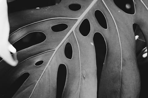 veins, plant, leaf, machine, spoke, wheel, alloy wheel, tire HD wallpaper