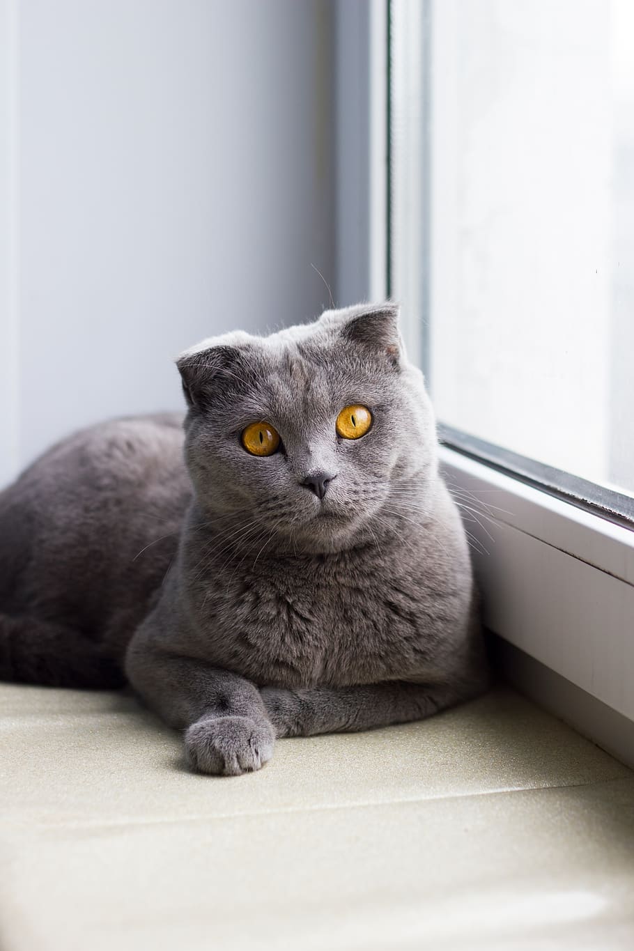 cat, window, window sill, animals, darling, british, fold, pet HD wallpaper