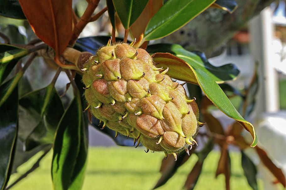 Green Fruit, close-up, color, exotic, flora, food, fruit magnolia HD wallpaper