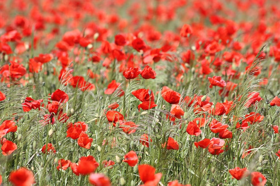 Red Flowers on Garden during Daytime, bloom, blossom, field, grass HD wallpaper