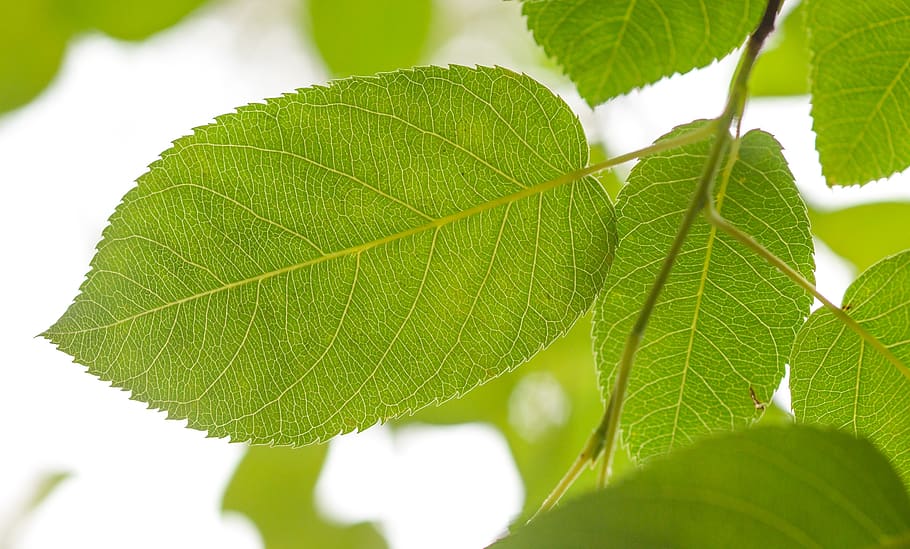leaf, green, nature, leaves, plant, spring, summer, tree, texture HD wallpaper