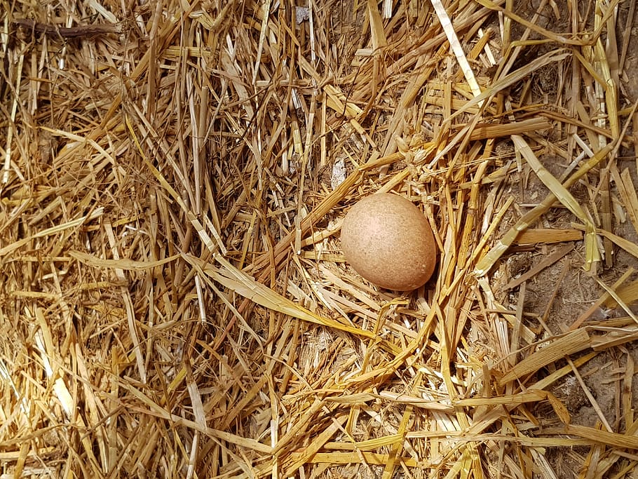 К чему снятся яйца куриные в гнезде. Каменка птица яйца. Яйца сено. Майна птица яйца. Яйца у птицы Юрка.