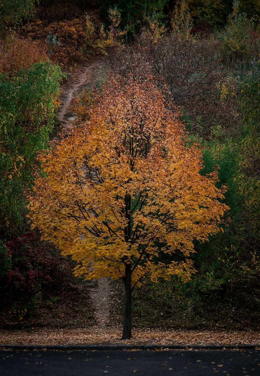 tree, autumn, leaves, nature, forest, landscape, colorful, magic HD wallpaper