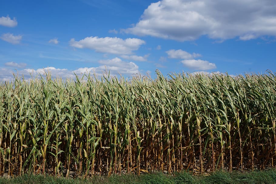 corn, landscape, agriculture, field, harvest, sky, plant, summer HD wallpaper