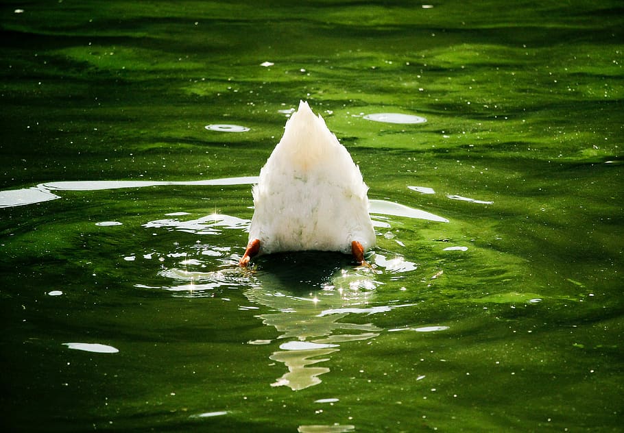 lake, duck, butt, water, pet, animal themes, swimming, vertebrate HD wallpaper