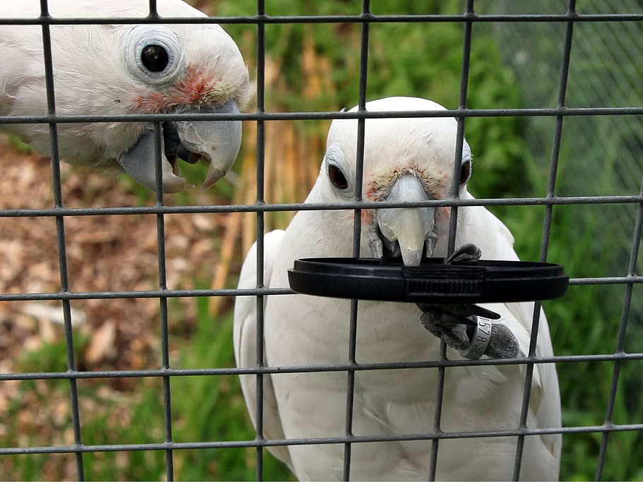birds steeling lenscap, animal themes, vertebrate, fence, barrier HD wallpaper