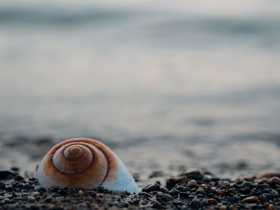 white snail shell on pebbles, animal wildlife, animal shell, mollusk HD wallpaper