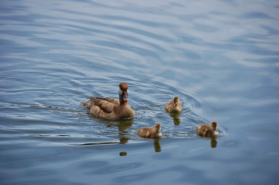 HD wallpaper: duck, ducklings, chicks, fluffy, nature, water bird, swim ...