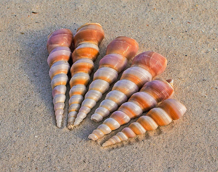 6 White and Brown Seashells on Sand at Daytime, beach, close-up