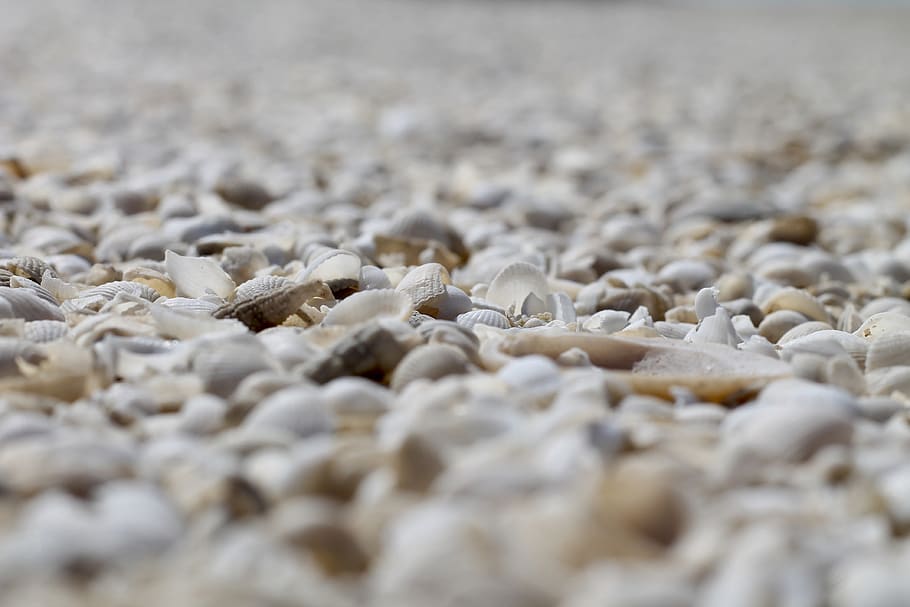 australia, denham, shell beach, wa, uunsplash, beach summer HD wallpaper
