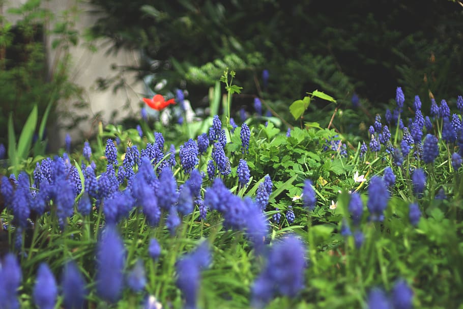 flowers, spring, garden, flowering plant, growth, freshness HD wallpaper