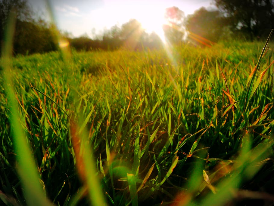 grass, light, blur, nature, sun, green, growth, sunlight, field HD wallpaper