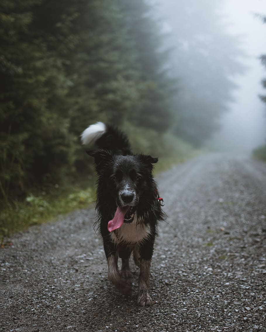 black dog walking on pathway at daytime, tree, forest, breed HD wallpaper