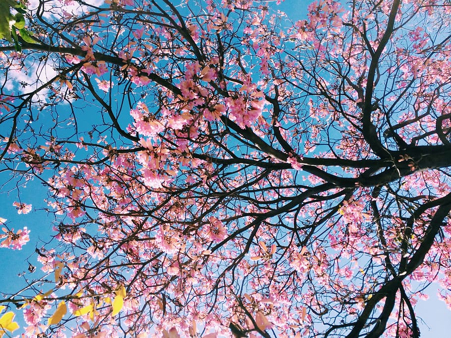 pink petaled flowering tree, blossom, leaf, nature, spring, season HD wallpaper
