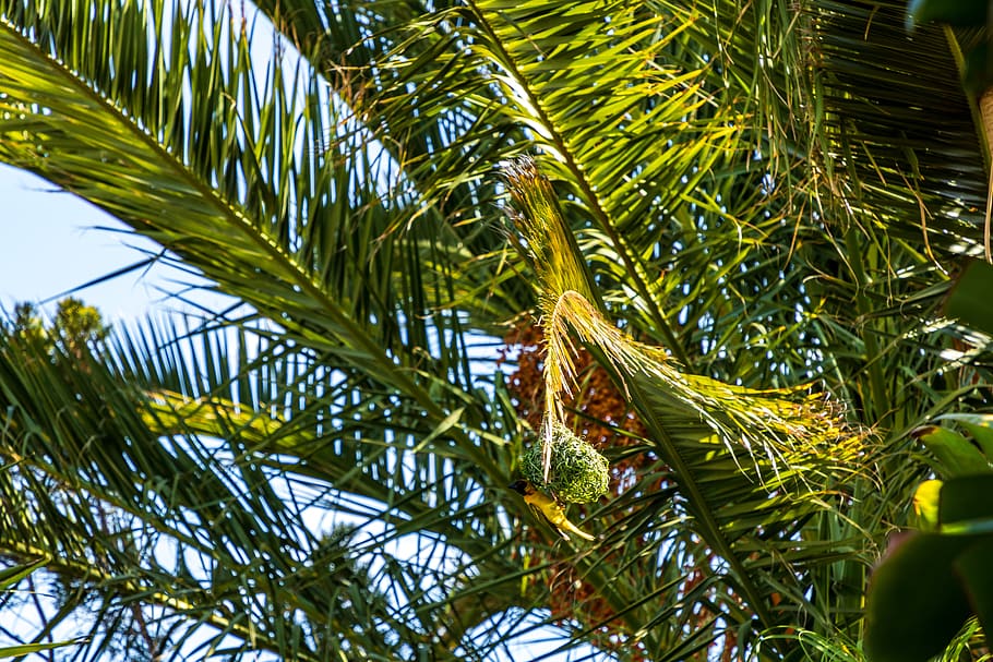 plant, tree, arecaceae, palm tree, conifer, summer, pine, fir HD wallpaper