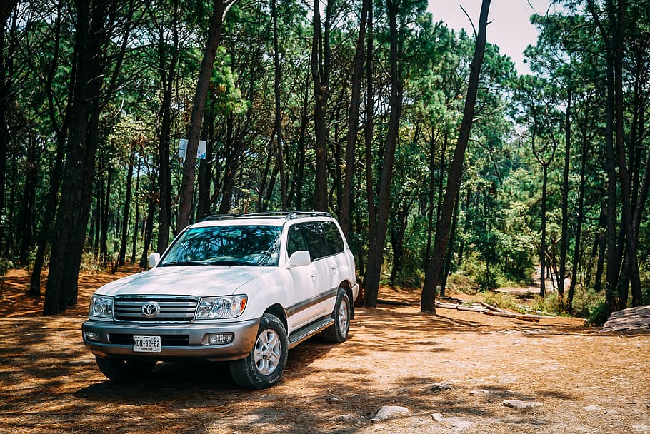 White Toyota Land Cruiser Parked In Forest, 4x4, automobile, automotive