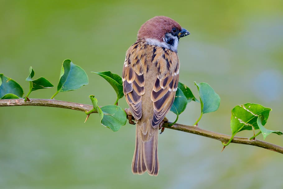 palm, feather, bird, stone, sparrow, beak, eye, coffee, fly HD wallpaper