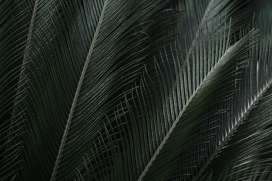 HD wallpaper: Tropical Leaves Free Background, africa, botanic garden, dark  | Wallpaper Flare