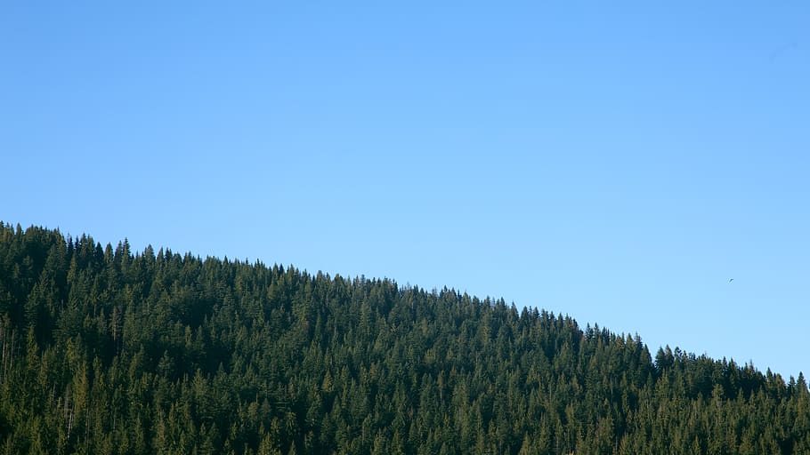 trees and sky, plant, fir, abies, conifer, outdoors, nature, pine HD wallpaper