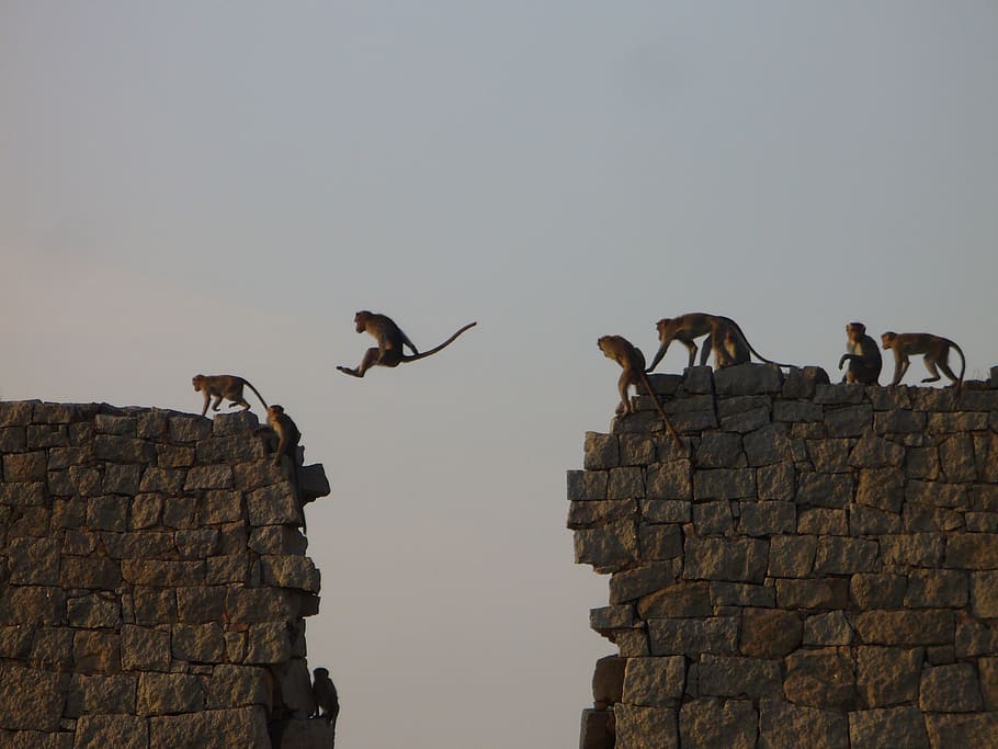india, karnataka, monkey, animals, sky, bird, animals in the wild HD wallpaper