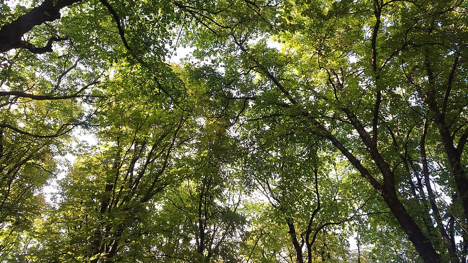 serbia, belgrade, tree, plant, low angle view, growth, forest HD wallpaper