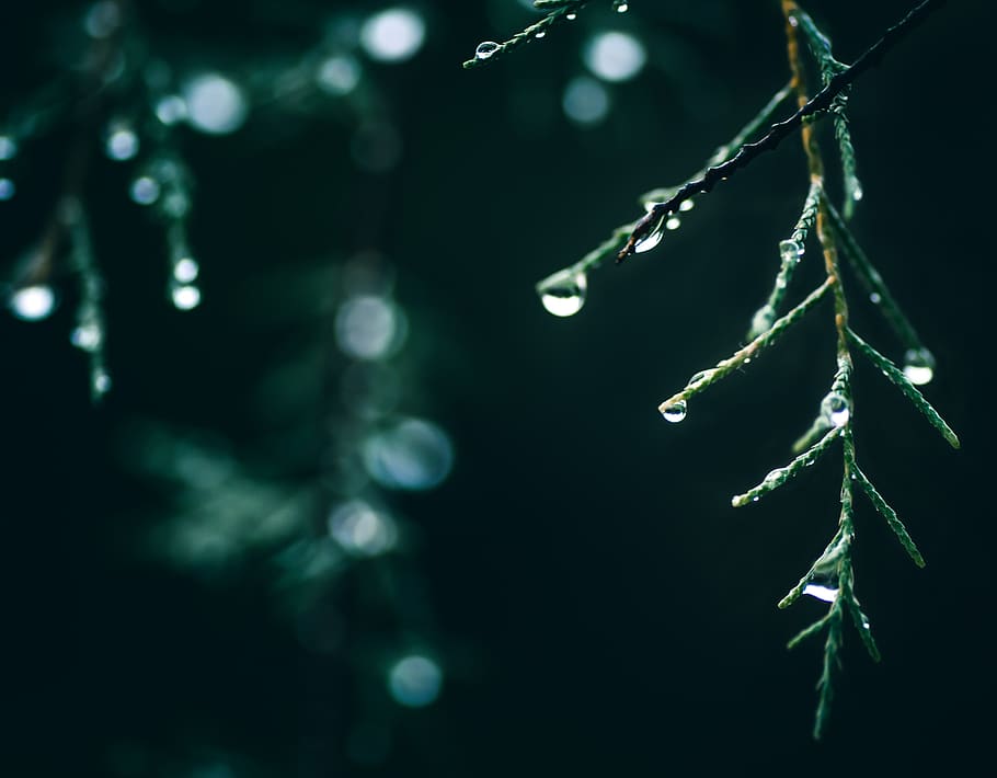 green, plants, mysterious, environment, leaves, nature, foliage HD wallpaper