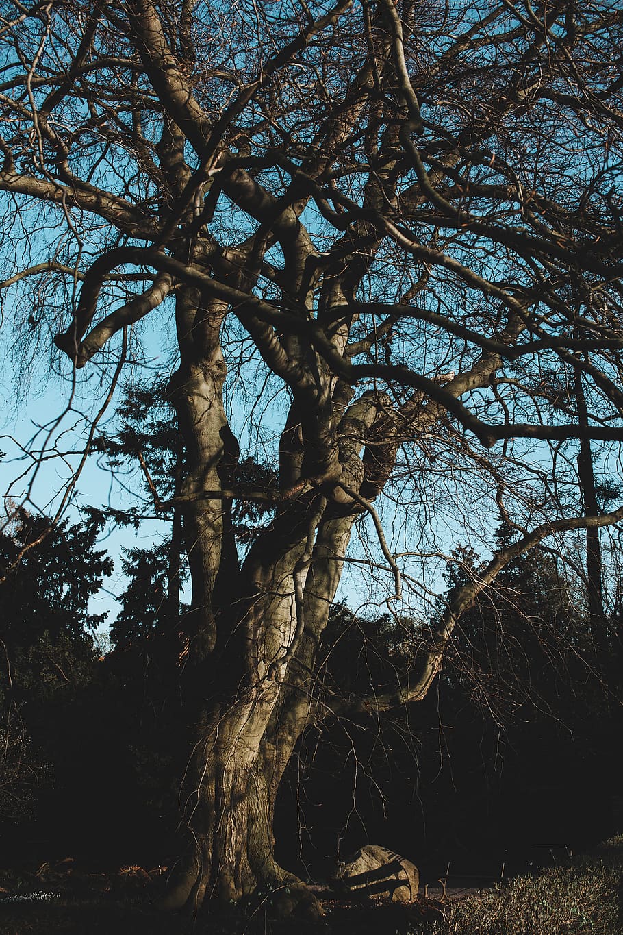 poland, warsaw, trunk, tree, texture, spring, sky, skies, rough HD wallpaper