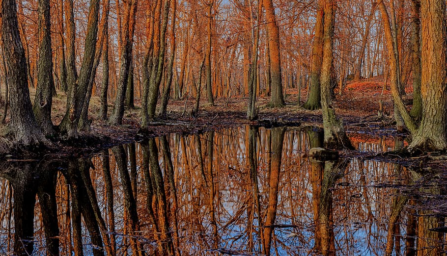 forest, sunset, lake, trees, reflections, nature, sunset light HD wallpaper