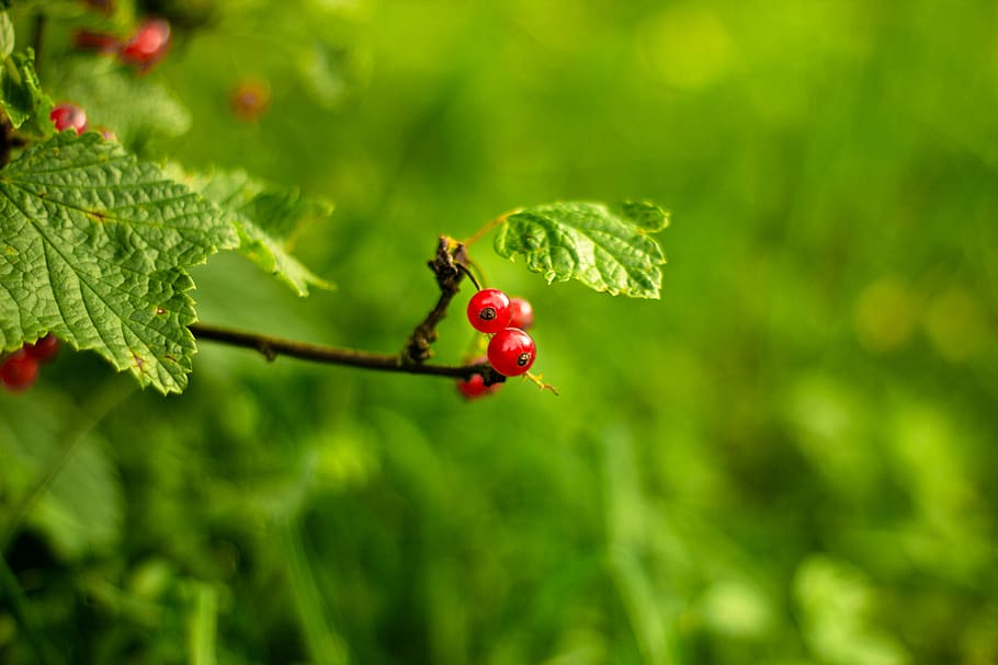 berries, nature, green, red, plant, green color, invertebrate HD wallpaper