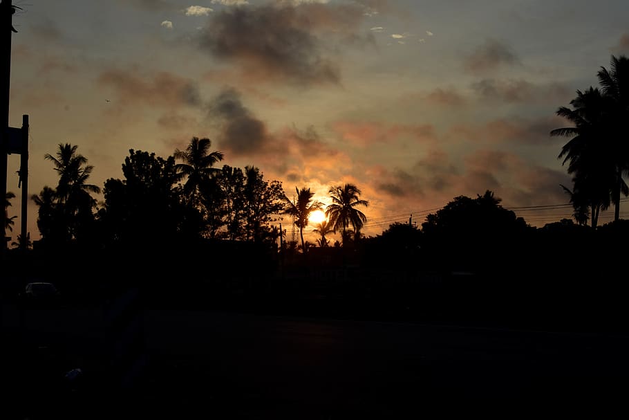 sunrise, sunset, silhouette, trees, palm trees, orange, yellow HD wallpaper