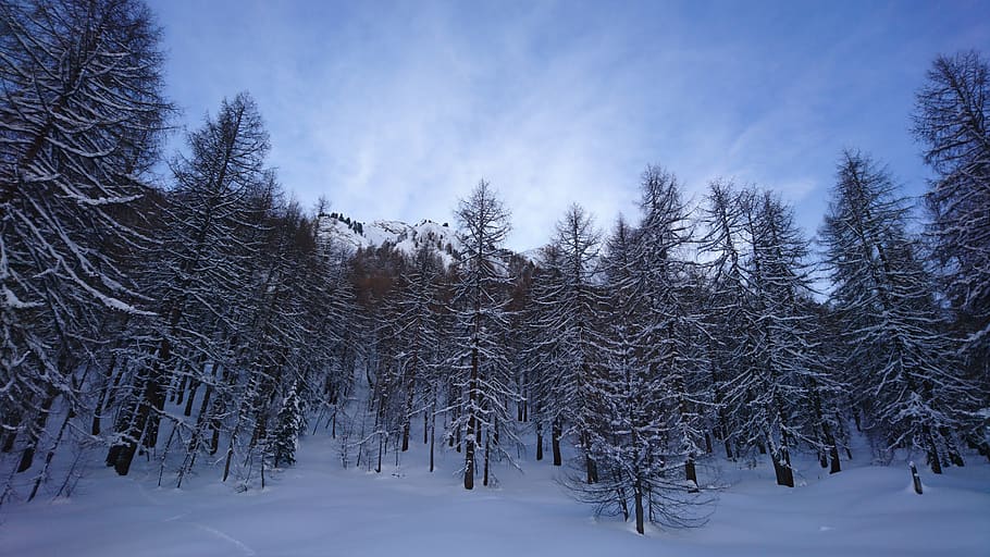 forest, winter, nature, snow, landscape, trees, cold, wintry HD wallpaper