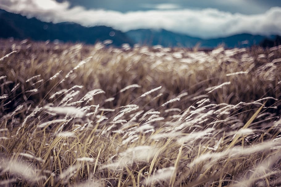 Brown grass