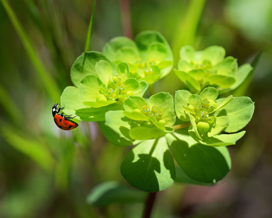 Red and Black Bug on Green Leaved Plant, beetle, insect, ladybird HD wallpaper