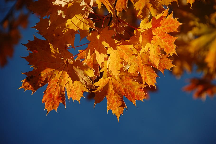 autumn, leaf, maple, change, plant part, maple leaf, orange color HD wallpaper