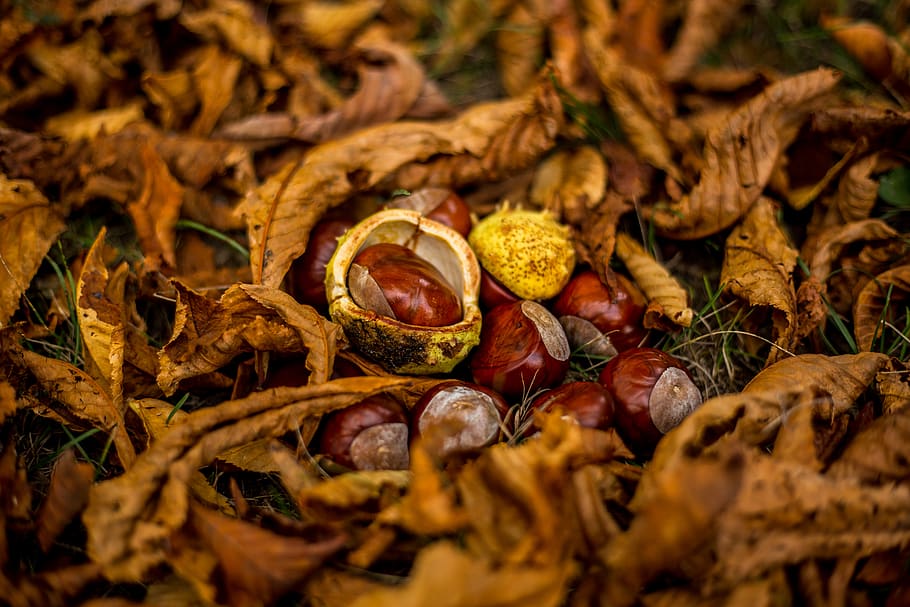hazelnut on ground, brown, autumn, chestnut, leaf, color, yellow HD wallpaper