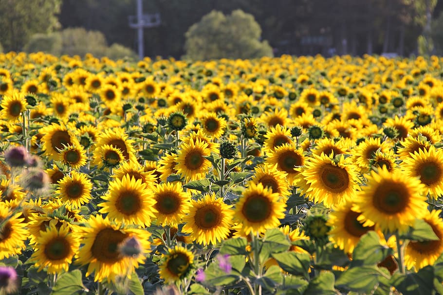 sunflower, yellow, field, flowering plant, freshness, growth HD wallpaper