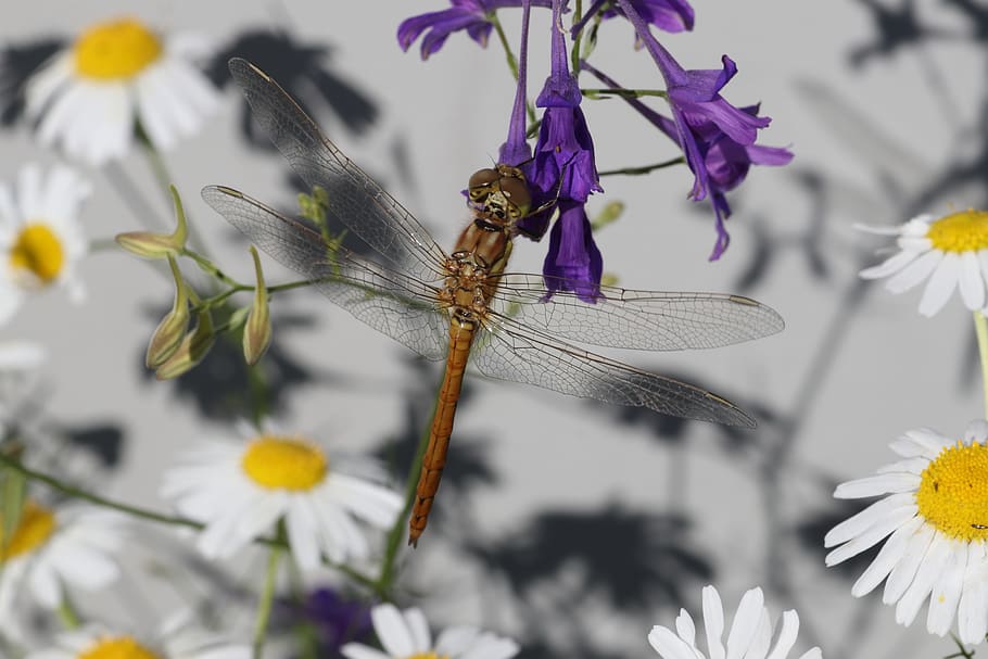 dragonfly, violet, daisy, insect, beautiful, summer, little HD wallpaper